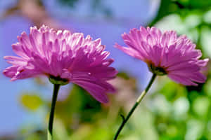 Wildflowers Open Pink Flowers Wallpaper