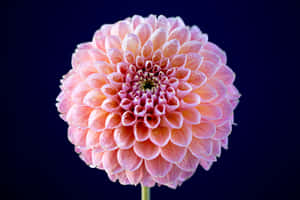 Wildflowers Pink Dahlia Flower Wallpaper