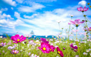 Wildflowers Pink Violet Flowers Wallpaper