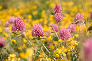 Wildflowers Pink Yellow Flowers Wallpaper