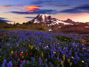 Wildflowers Snow Mountain Wallpaper