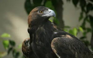 Wildlife Eagle Wallpaper