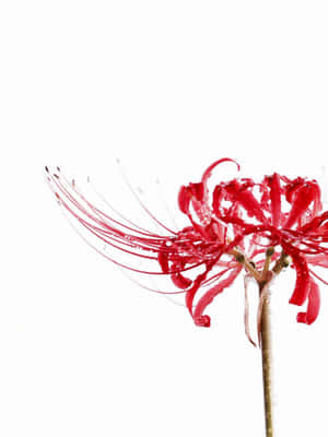 Wilt Not With These Anime Blooms Wallpaper