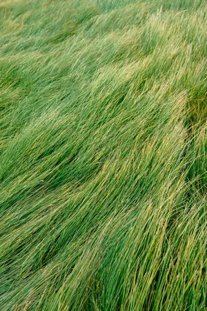 Wind Grass Top View Wallpaper