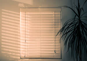 Window Blind Shadow Wallpaper