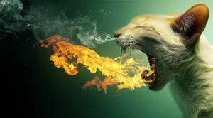 Windows 11 4k Cat Fire Breath Wallpaper