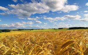 Windows 11 4k Wheat Field Wallpaper