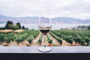 Wine In Vineyard Wallpaper
