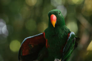 Wing Out Green Parrot Hd Wallpaper