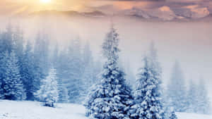 Winter Beauty In The Mountains Wallpaper