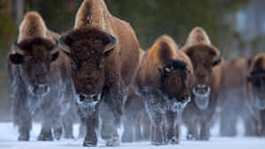 Winter_ Bison_ Herd_ Advancing.jpg Wallpaper