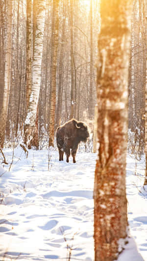 Winter Bisonin Birch Forest.jpg Wallpaper