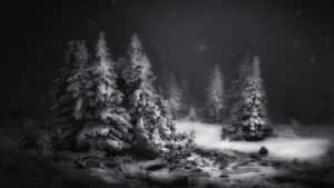 Winter Black Forest Laptop Wallpaper