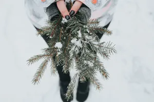 Winter Christmas Pine Leaves On Hands Wallpaper