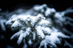 Winter Christmas Snowy Pine Wallpaper