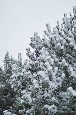 Winter Christmas Snowy Trees Wallpaper
