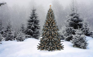 Winter Christmas Tree Wallpaper