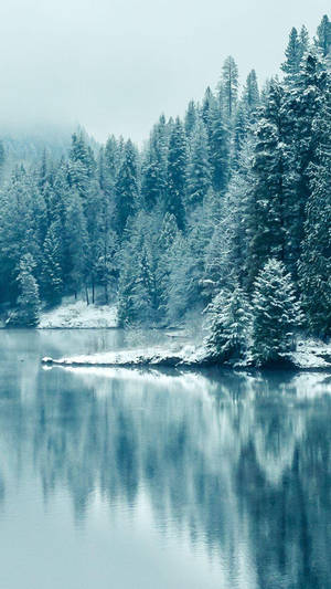 Winter_ Forest_ Reflections.jpg Wallpaper