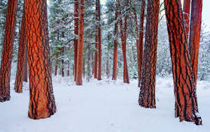 Winter Nature Tree Wallpaper