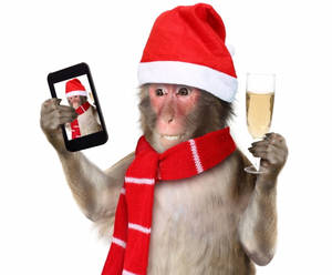 Winter Phone Monkey Selfie Wallpaper