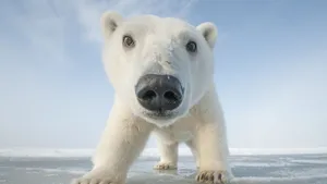 Winter Season Polar Bear Wallpaper