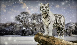Winter Season White Tiger Wallpaper