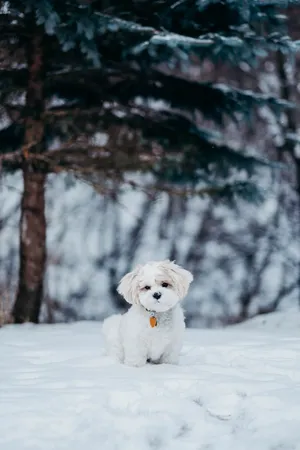 Winter Shih Tzu Dog Wallpaper
