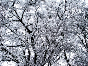 Winter Snow Covered Trees Wallpaper
