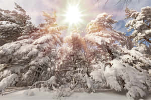 Winter Solstice Magic Wallpaper