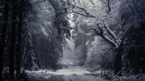 Winter Trees For Laptop Wallpaper