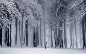 Winter Wonderland Wallpaper
