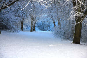 Winter Wonderland Path Desktop Wallpaper