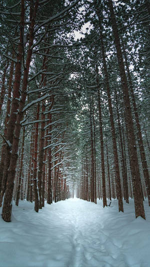 Winter Wonderland Phone Backdrop Wallpaper