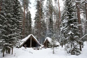 Winter Wonderland: Snow-covered Trees And A Tranquil Path Wallpaper