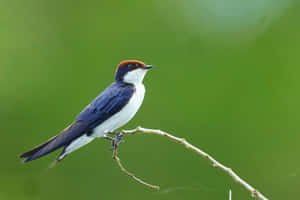 Wire Perched Swallow Green Background Wallpaper