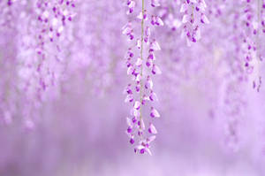 Wisteria Aesthetic Purple Flower Wallpaper