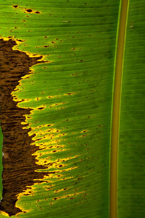 Withered Banana Leaf Wallpaper