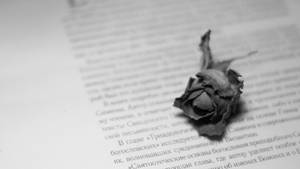 Withered Rose On An Open Book Wallpaper