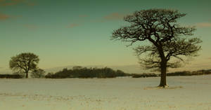 Withered Tree Facebook Cover Wallpaper