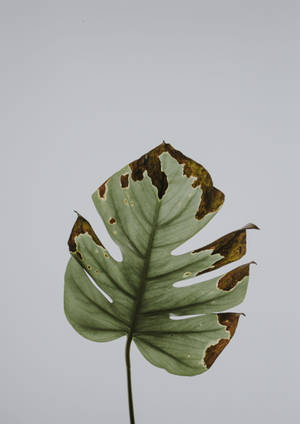 Withering Monstera Leaf For Plant 4k Wallpaper