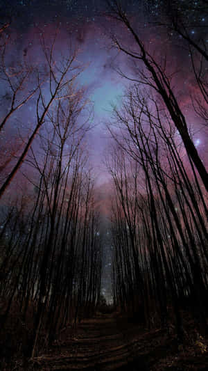 Withering Trees For Dark Autumn In A Low Angle Shot Wallpaper