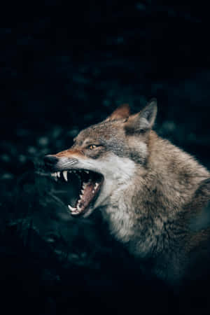 Wolf Aesthetic Growling Wallpaper