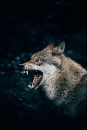 Wolf Aesthetic Growling Wallpaper