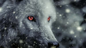 Wolf Aesthetic Red Eyes Wallpaper