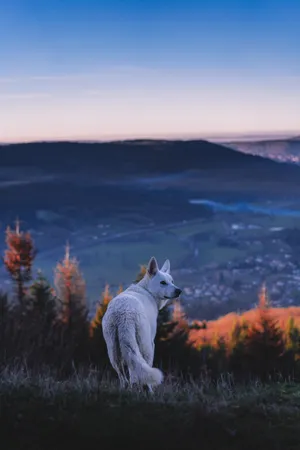 Wolf Aesthetic Sunset Mountain Wallpaper