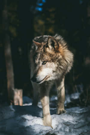 Wolf Aesthetic Walking In Forest Wallpaper