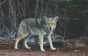 Wolf In Forest Wallpaper