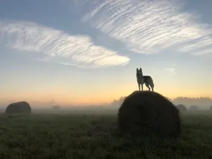 Wolf In Hay Wallpaper