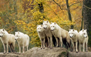 Wolf Pack In Autumn Forest Wallpaper
