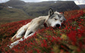 Wolf Sleeping Field High Resolution Wallpaper